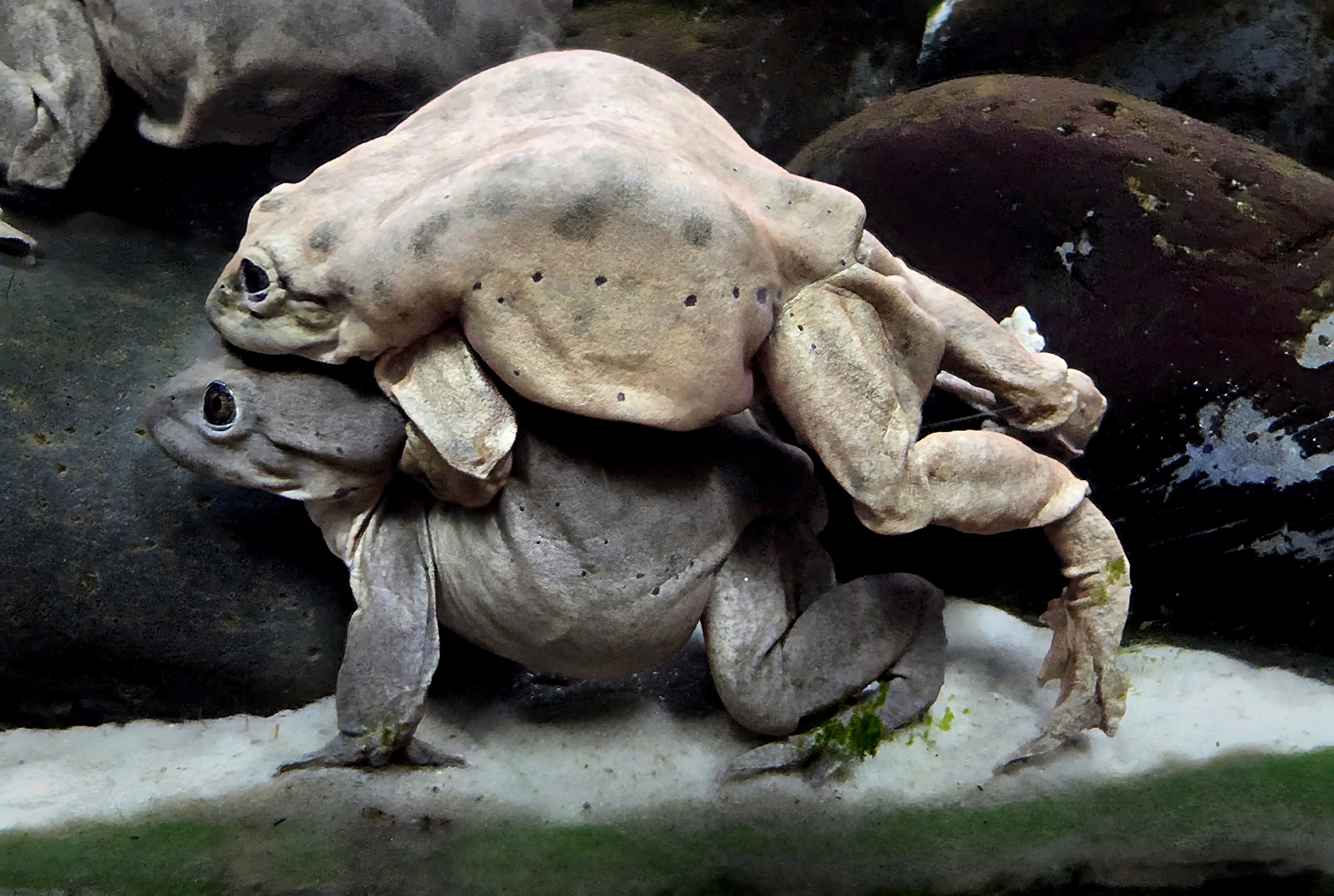 Titicaca Water Frog - Zoo Knoxville