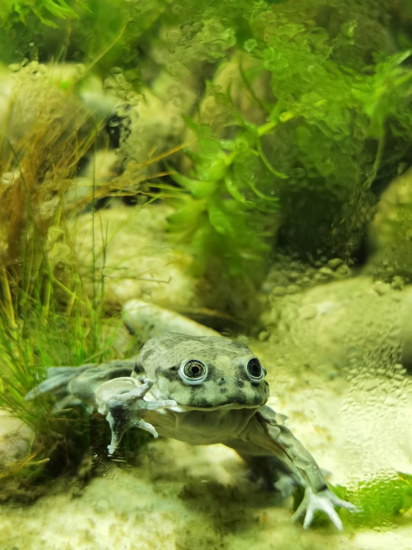 Titicaca water frog