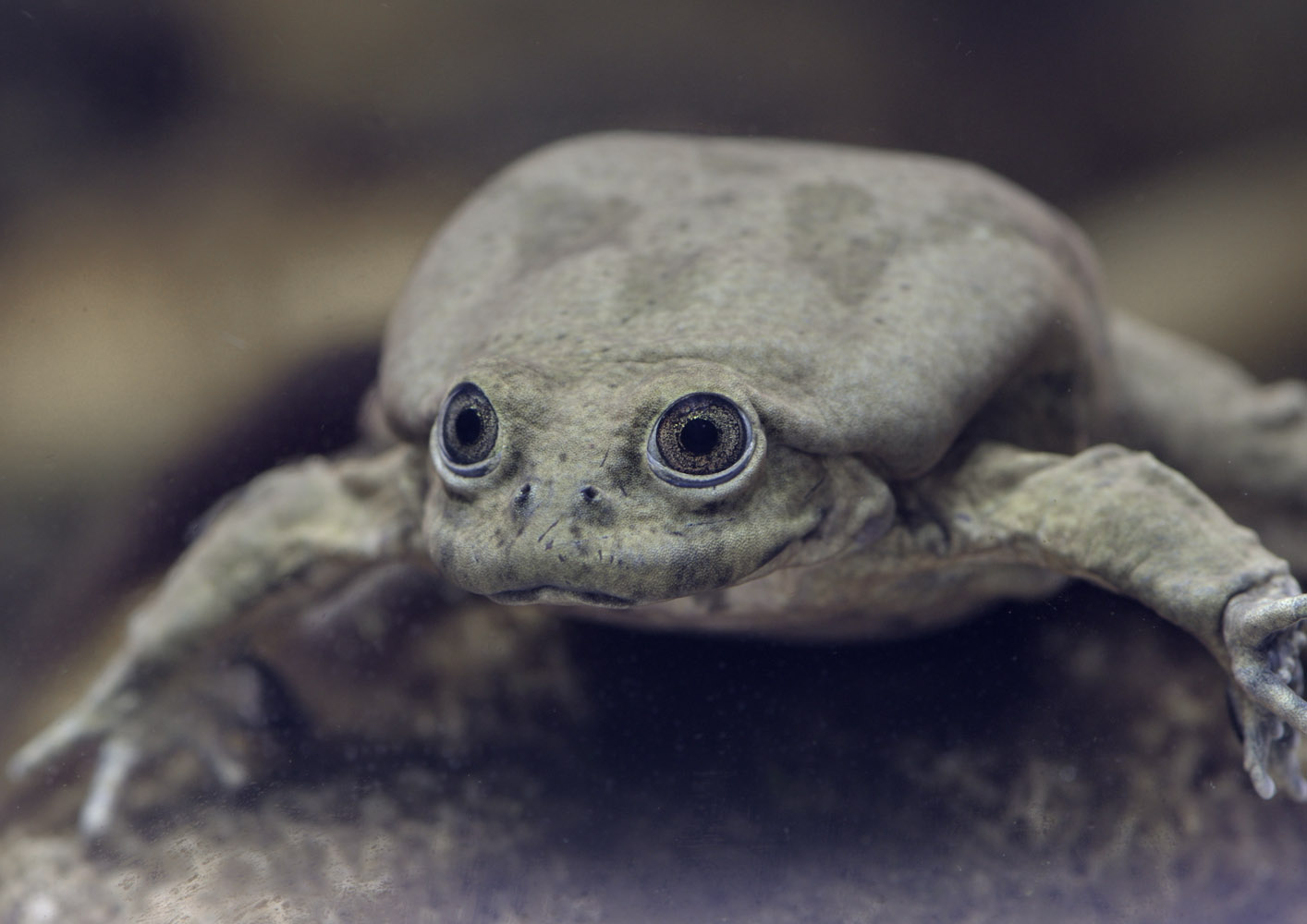 Titicaca water frog