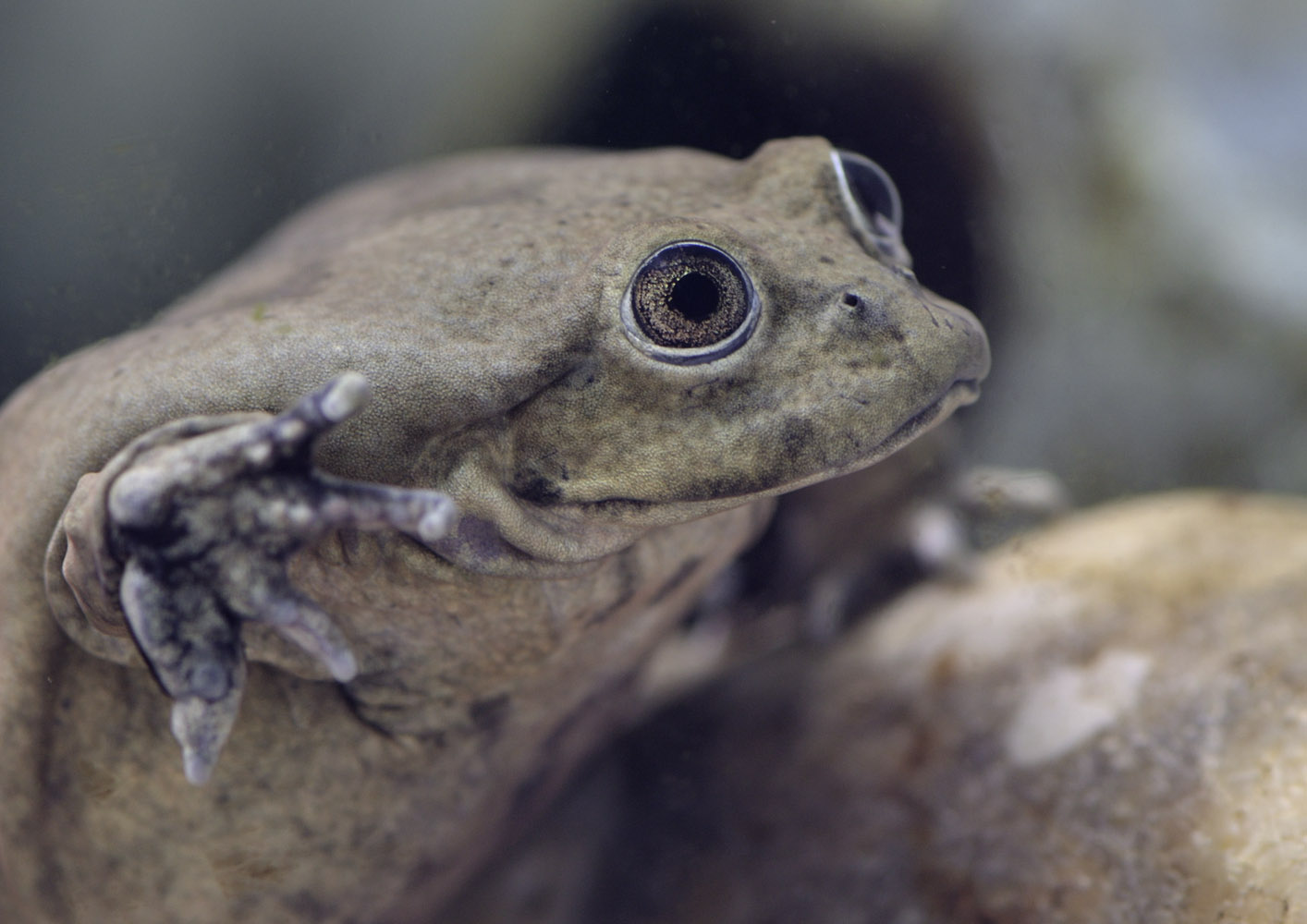 Titicaca water frog