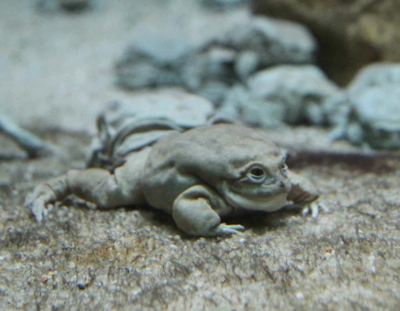 Titicaca water frog