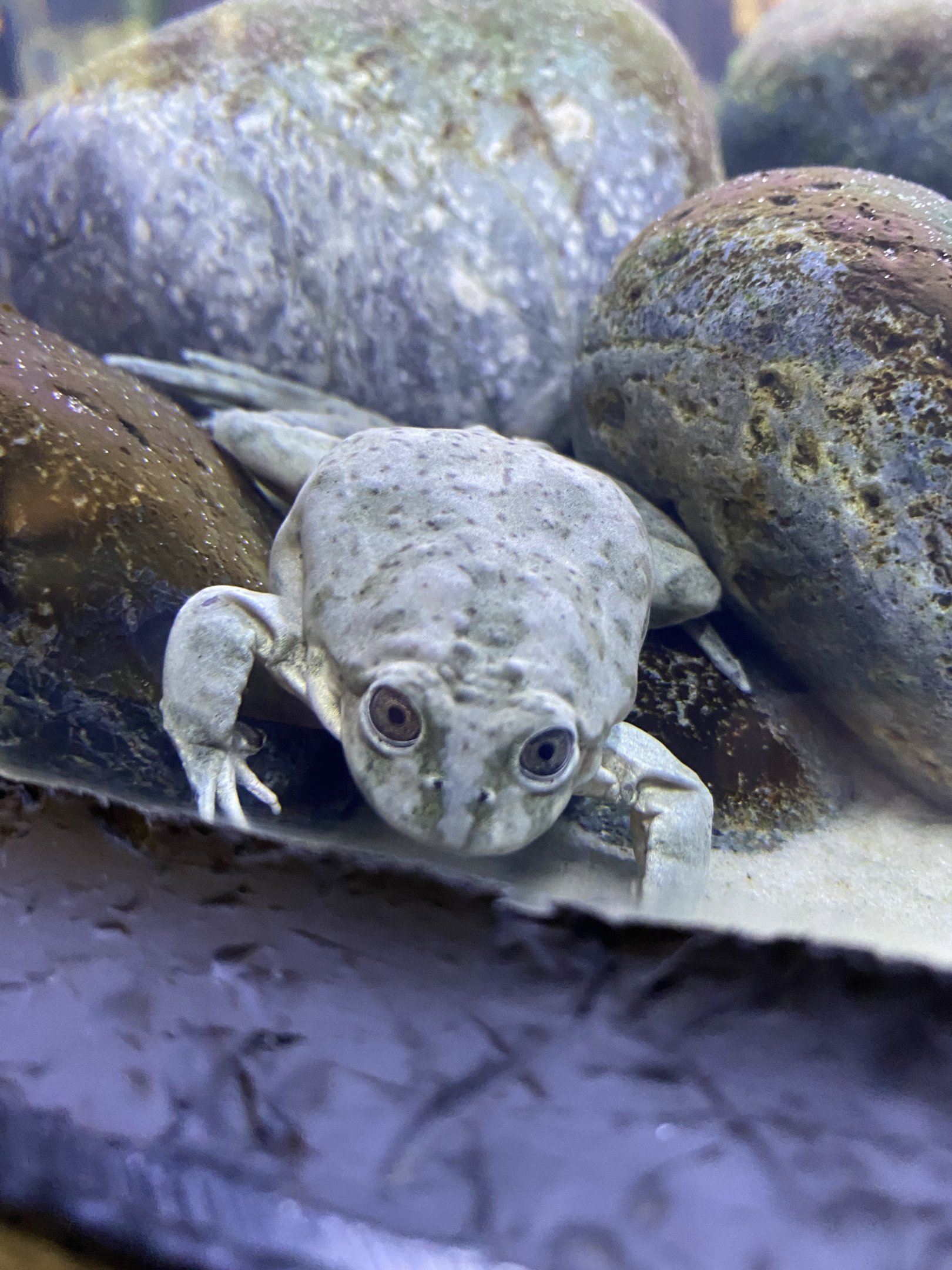 Titicaca Water Frog