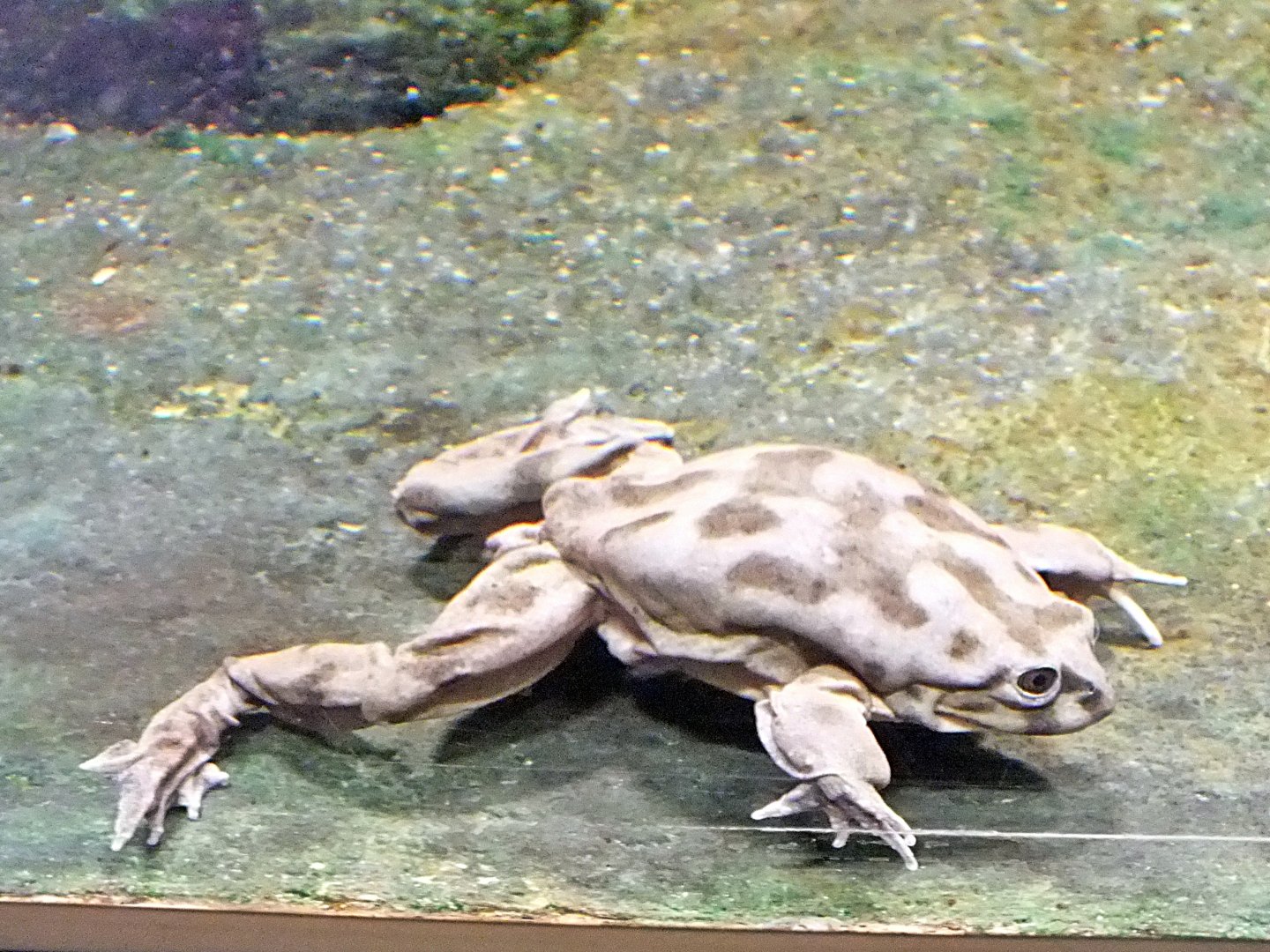 Titicaca water frog