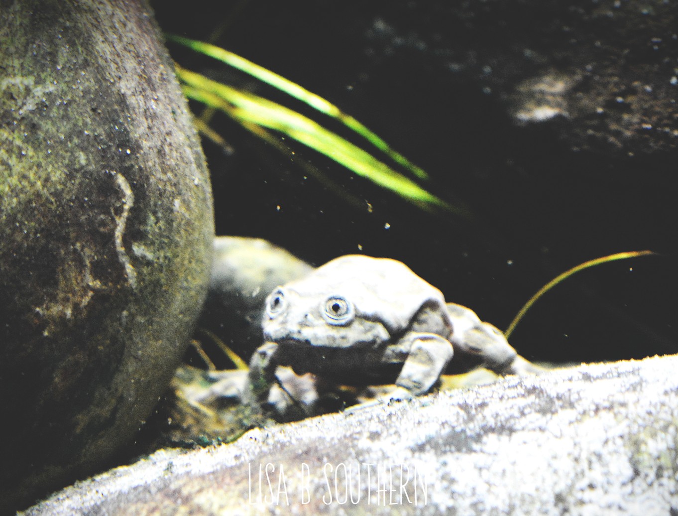 Titicaca water frog