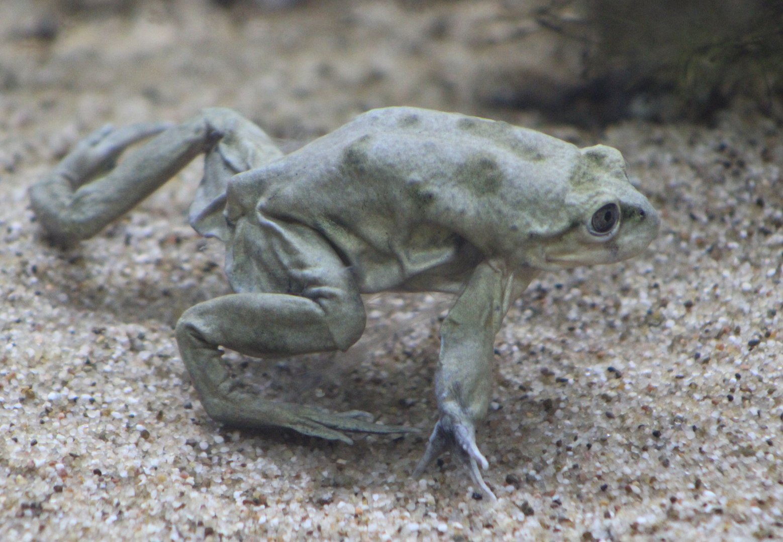 Titicaca water frog