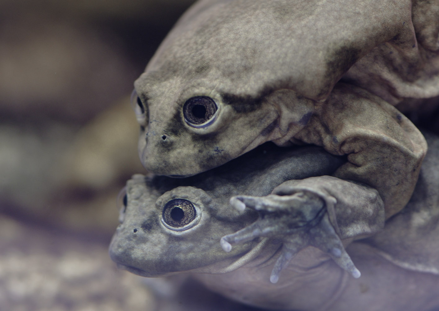 Titicaca water frogs in amplexus