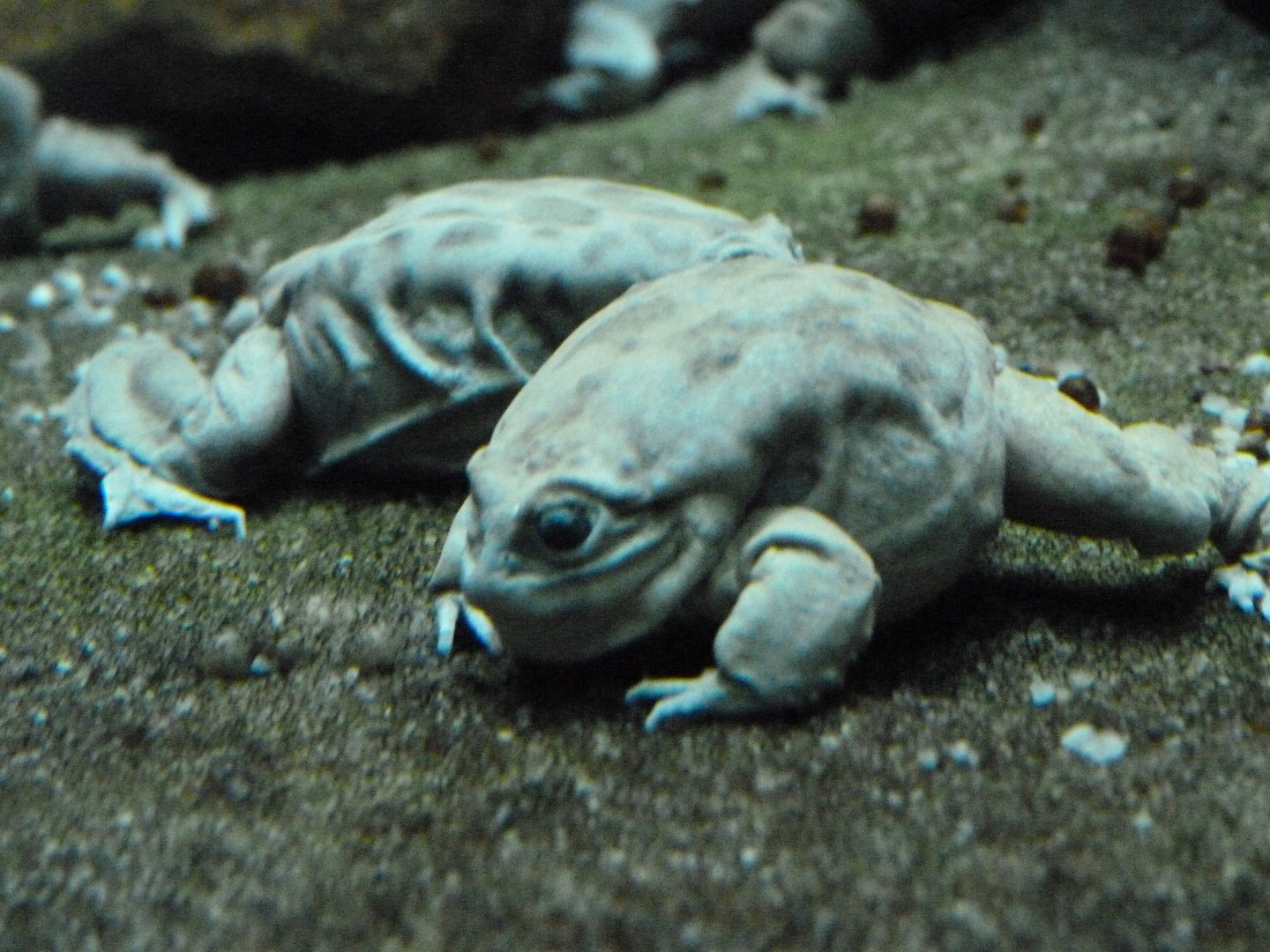 Titicaca water frogs -Zoo Praha (2025)