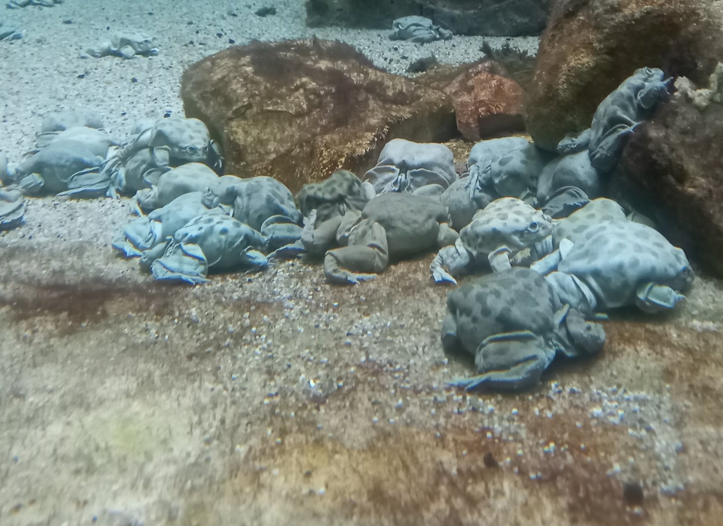 Titicaca water frogs