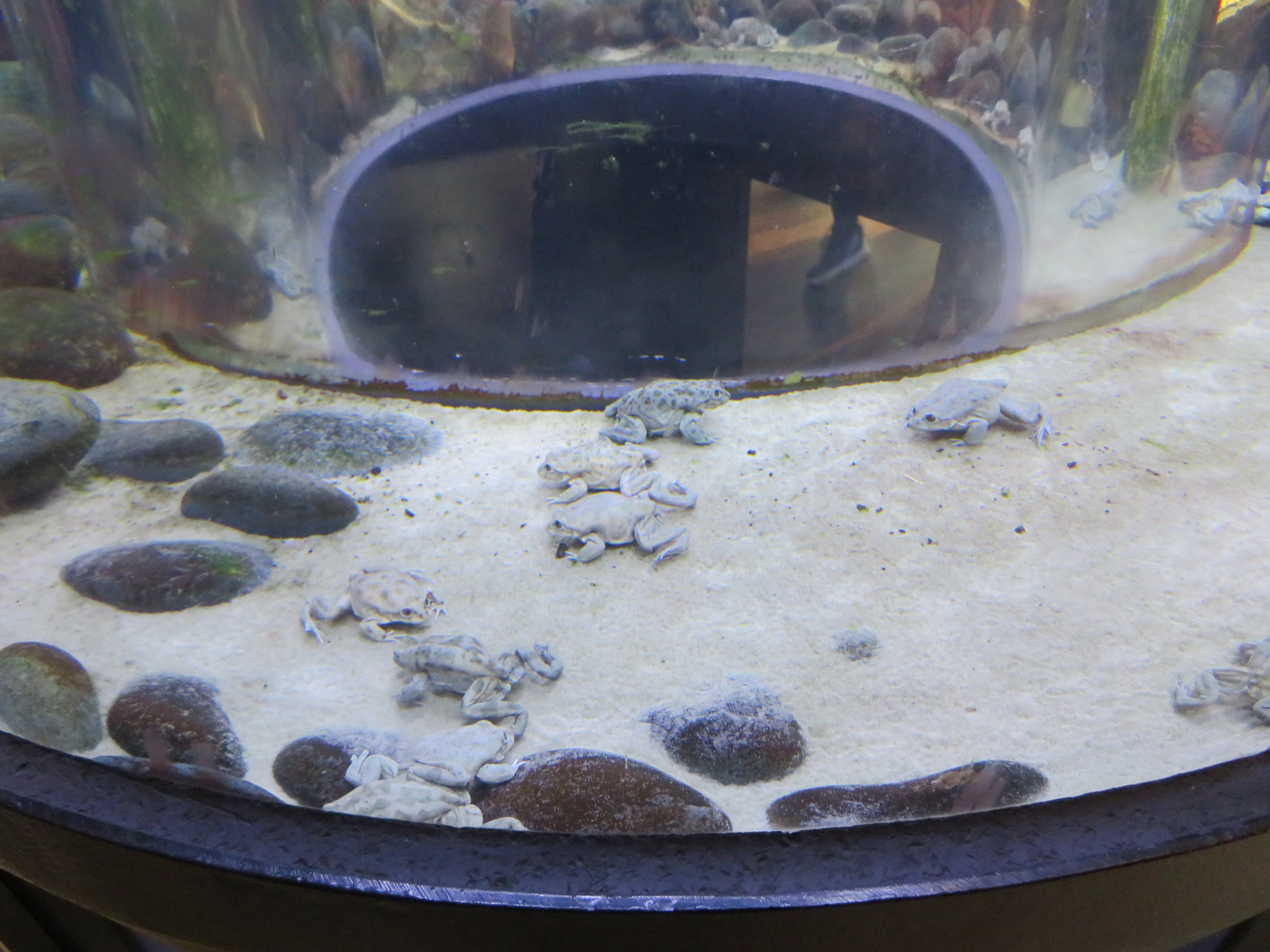 Titicaca Water Frogs