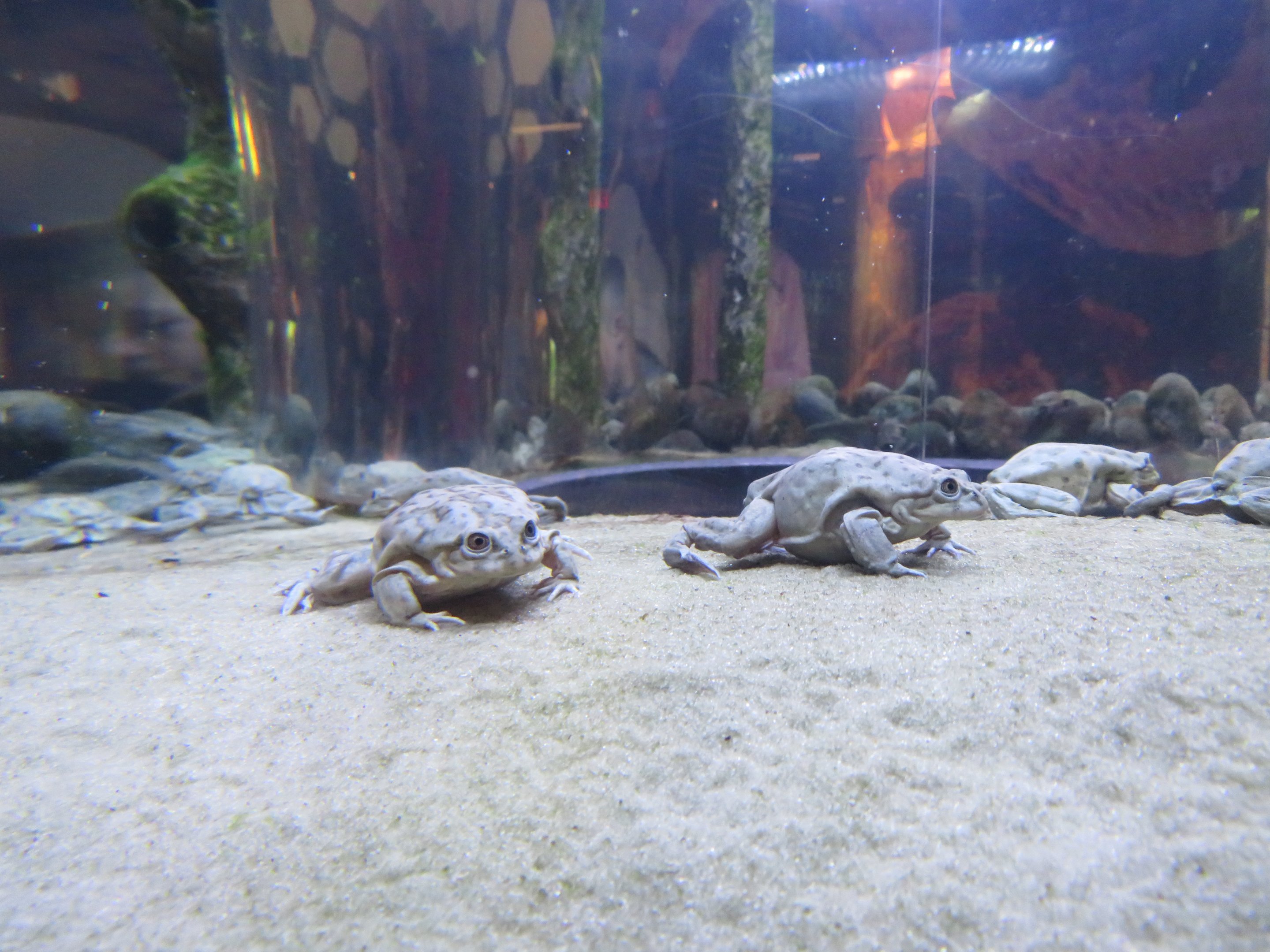 Titicaca Water Frogs