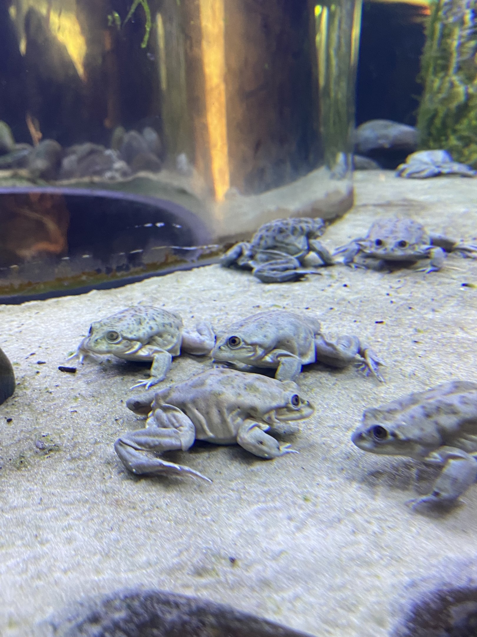 Titicaca Water Frogs