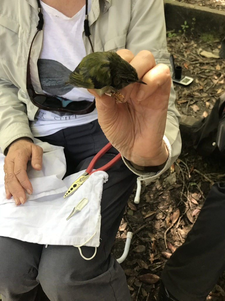 Titipounamu (Rifleman, Acanthisitta chloris granti)