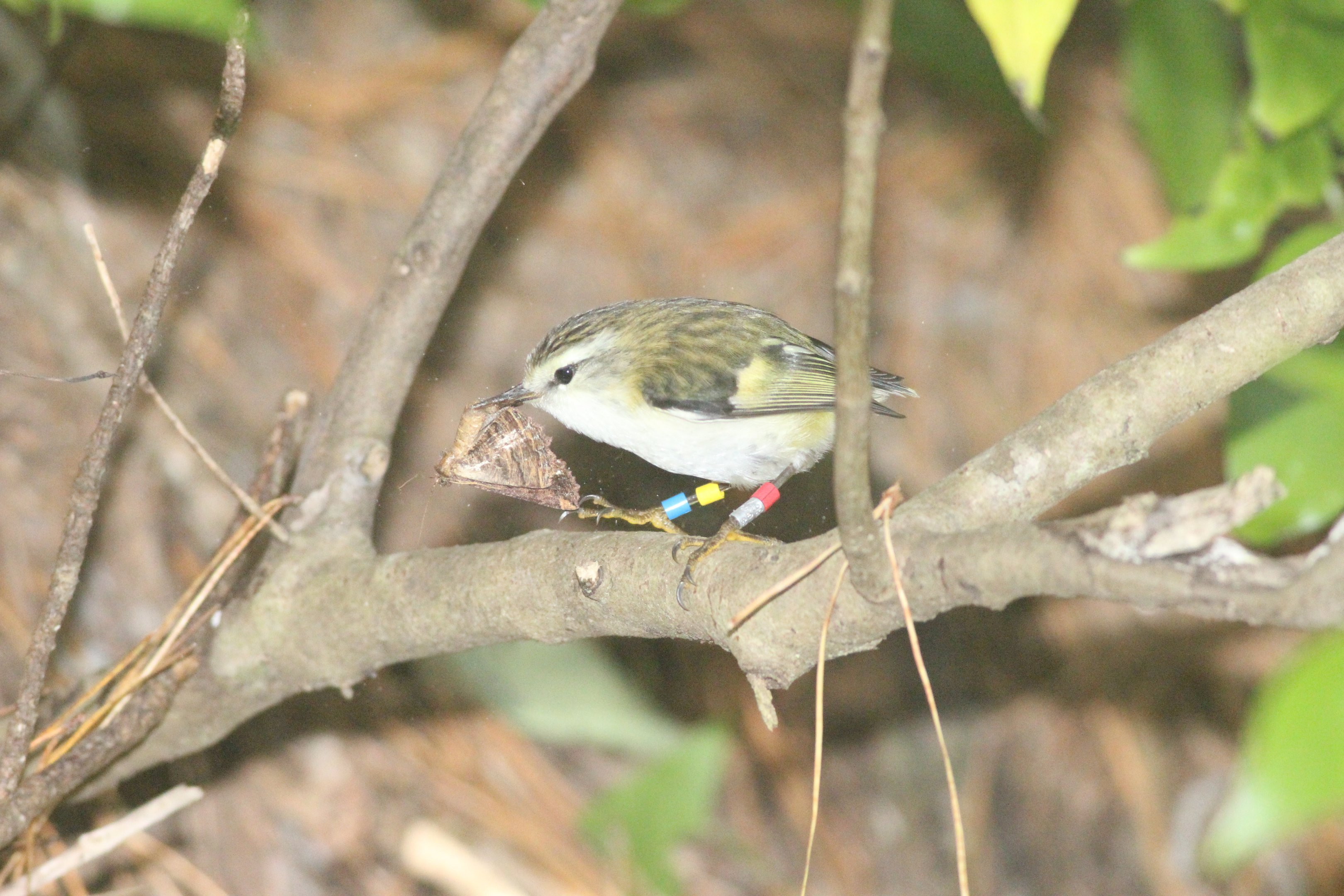 Titipounamu with moth