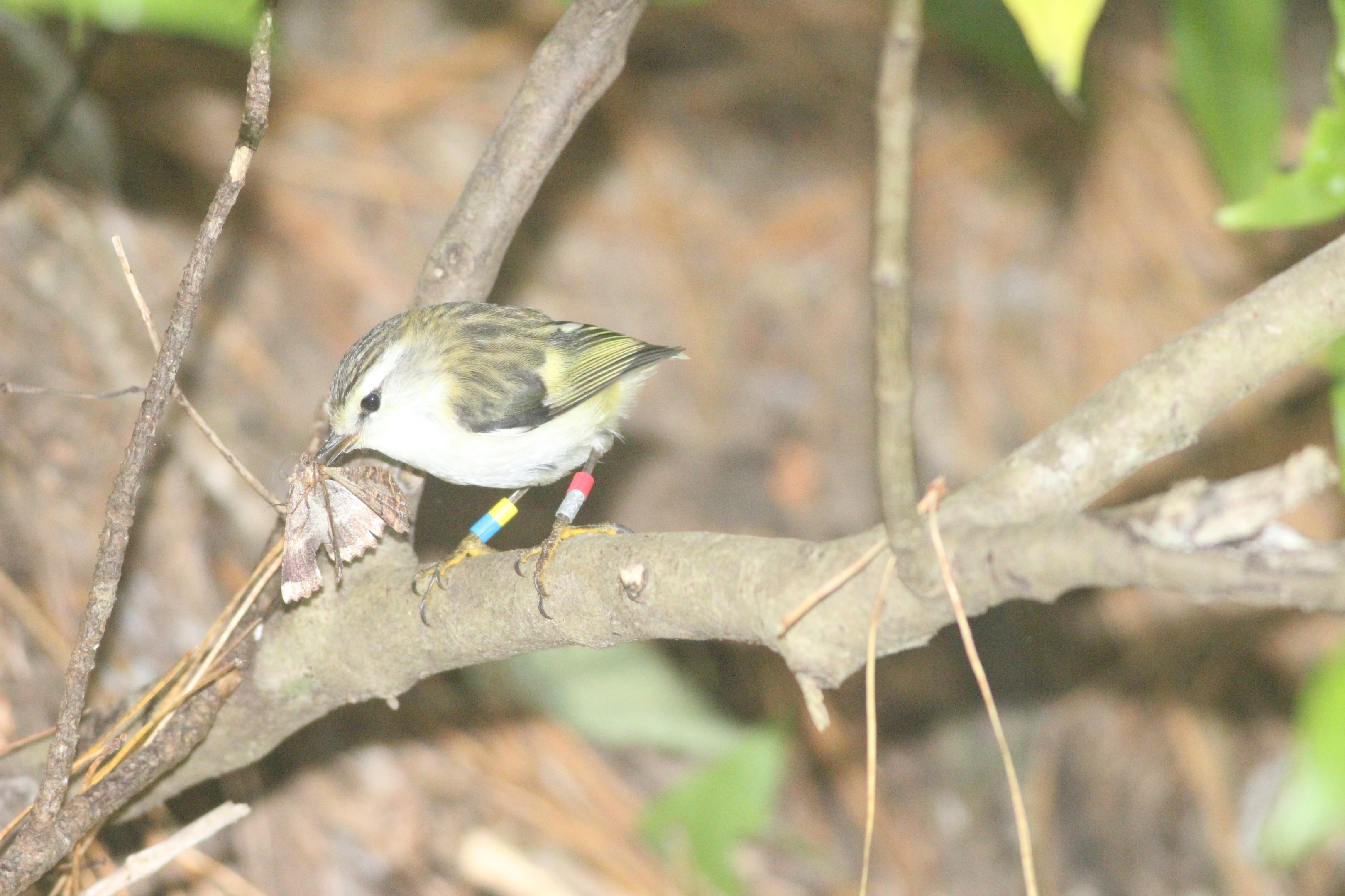 Titipounamu with moth