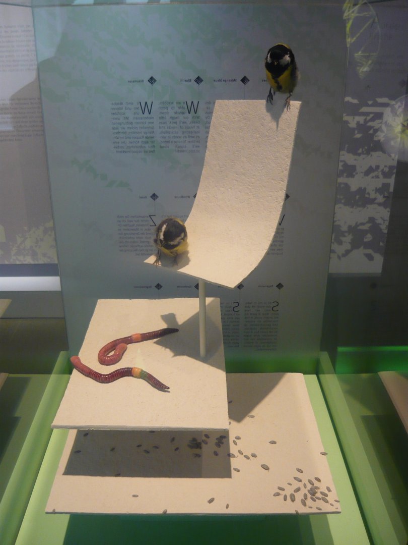 Tits, earthworms and woodlice