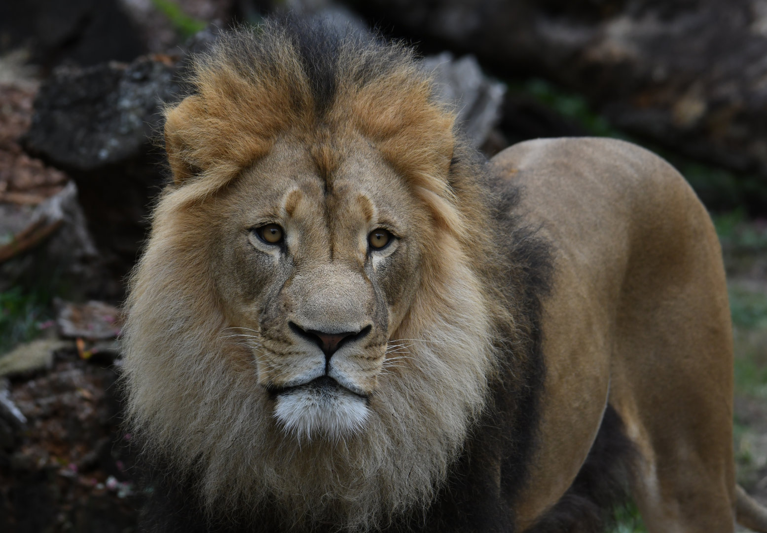 Titus - African lion