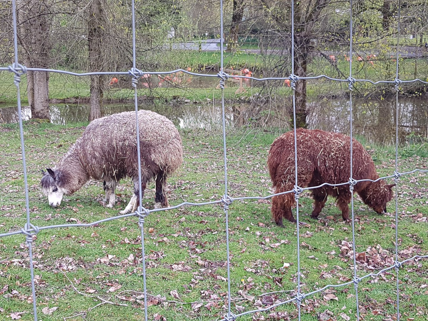 Titus & Penelope (Alpacas)