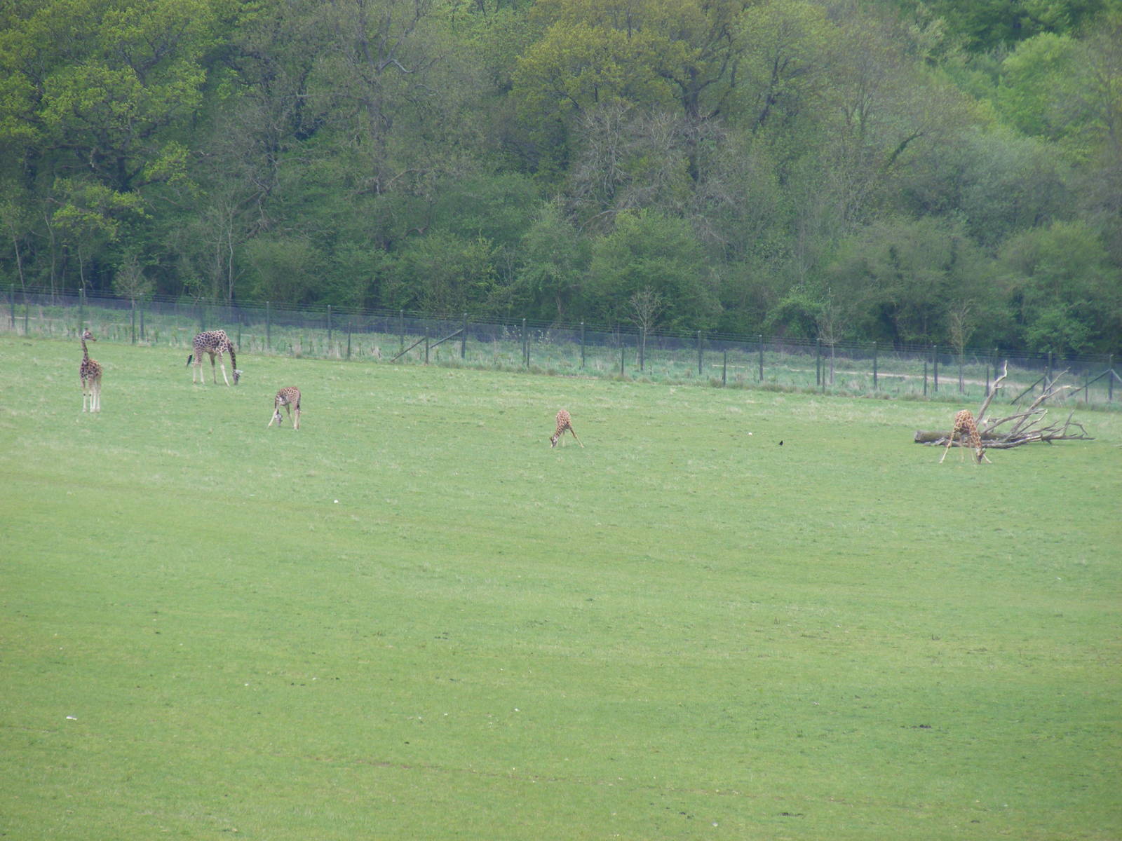 Tiye, Kismet, Christa, Kwame and Isabella the giraffes at Marwell Wildlife,