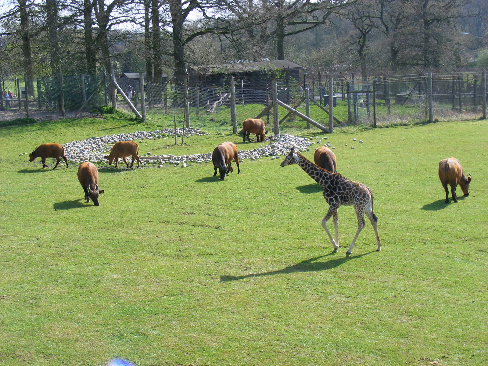 Tiye the giraffe calf and Congo buffaloes in paddock at Marwell Wildlife, 5
