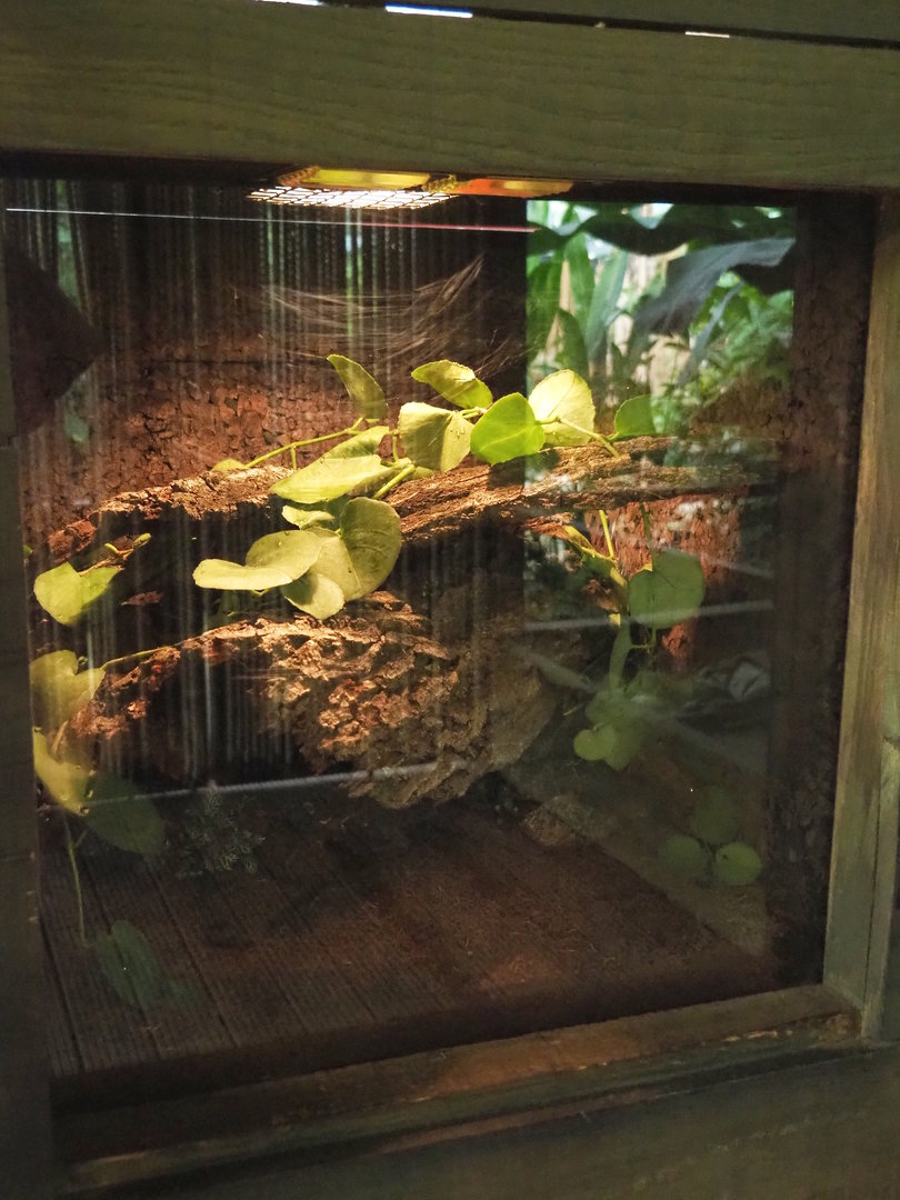 Tliltocatl albopilosus terrarium, 2022-10-09