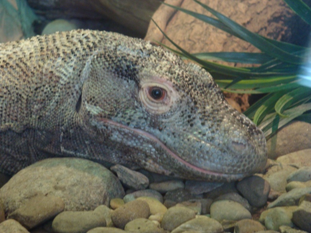 TNT the Komodo Dragon in Komodo Kingdom