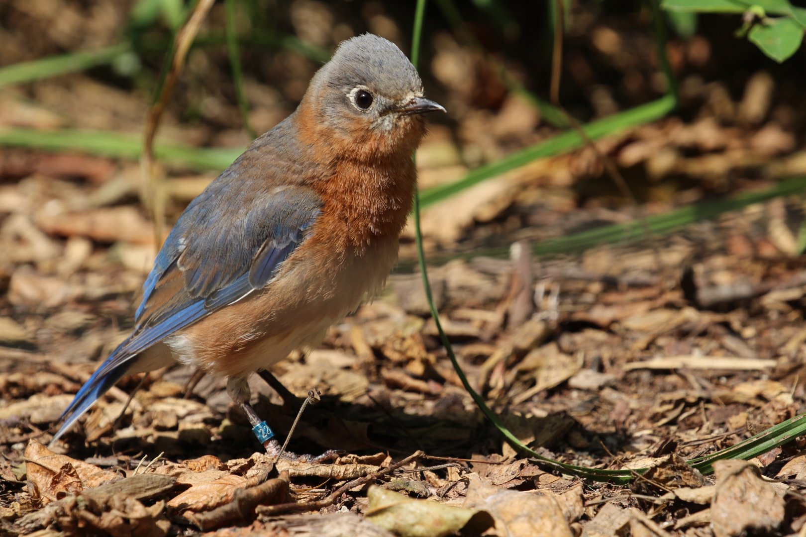 To be identified: Columbus Zoo Migratory Birds Aviary, July 2018