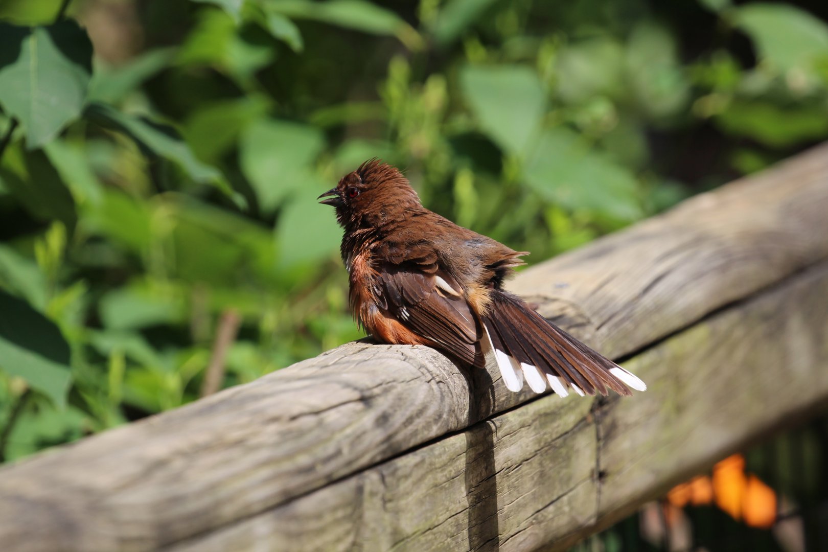 To be identified: Columbus Zoo Migratory Birds Aviary, July 2018