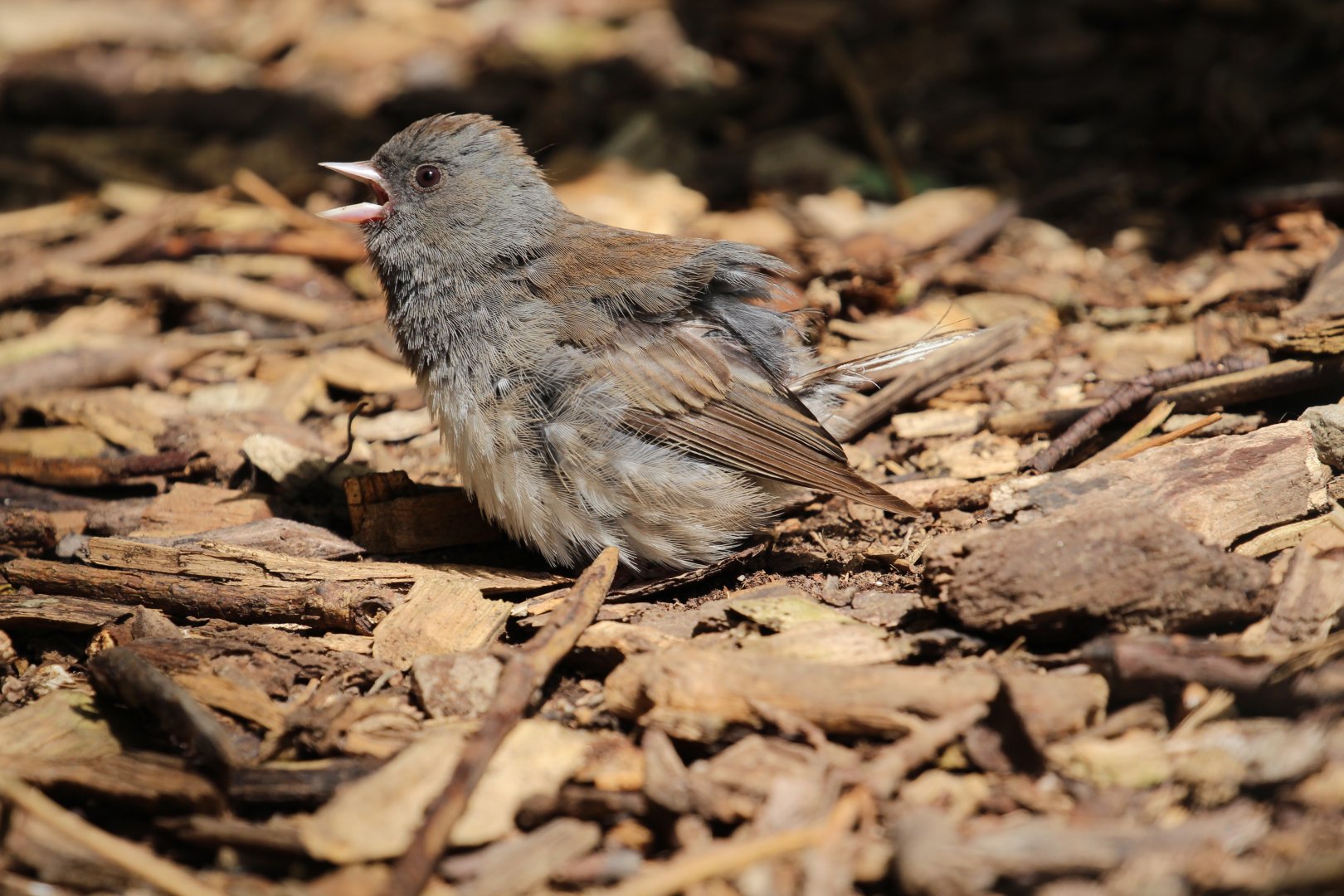 To be identified: Columbus Zoo Migratory Birds Aviary, July 2018