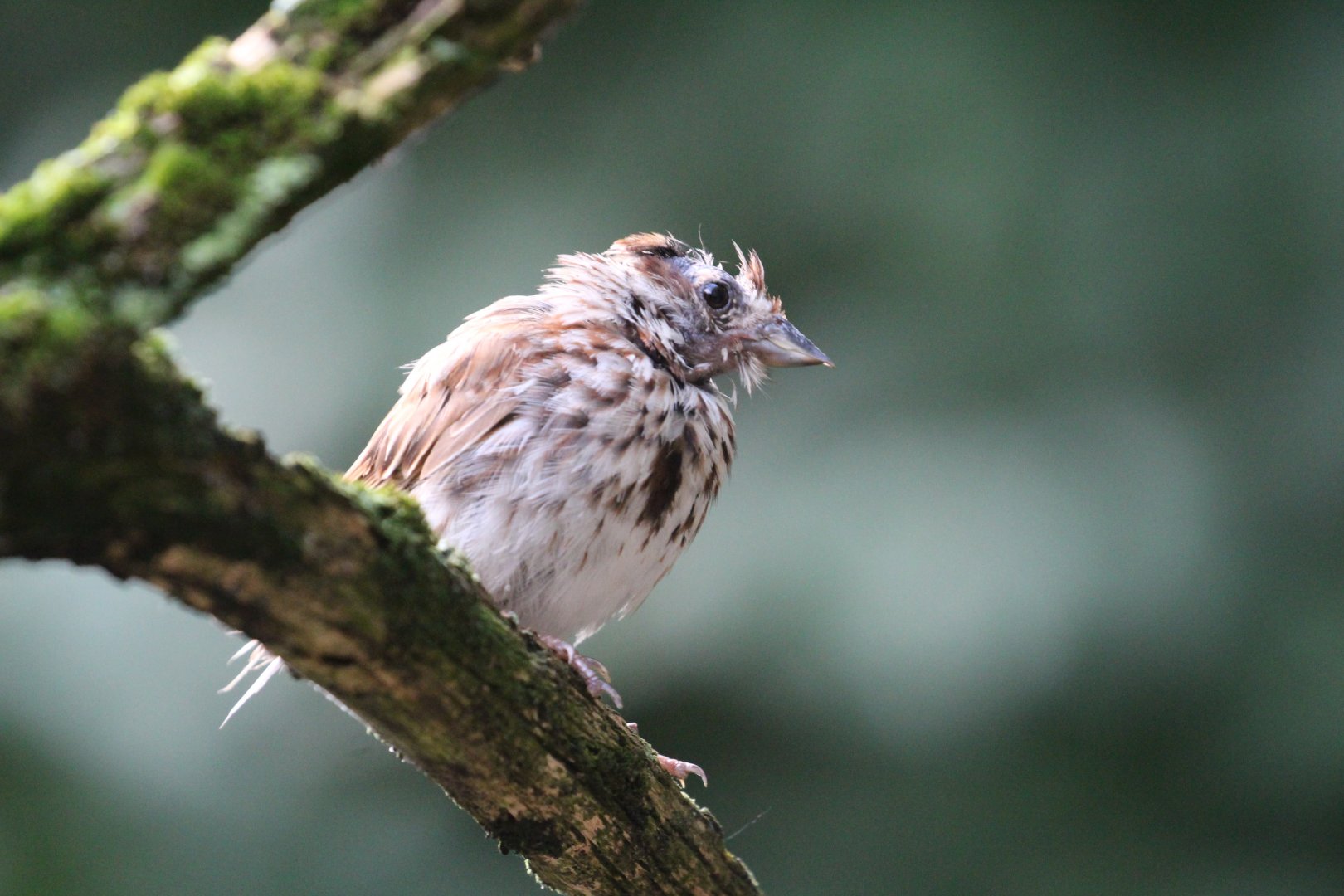 To be identified: Columbus Zoo Migratory Birds Aviary, July 2018