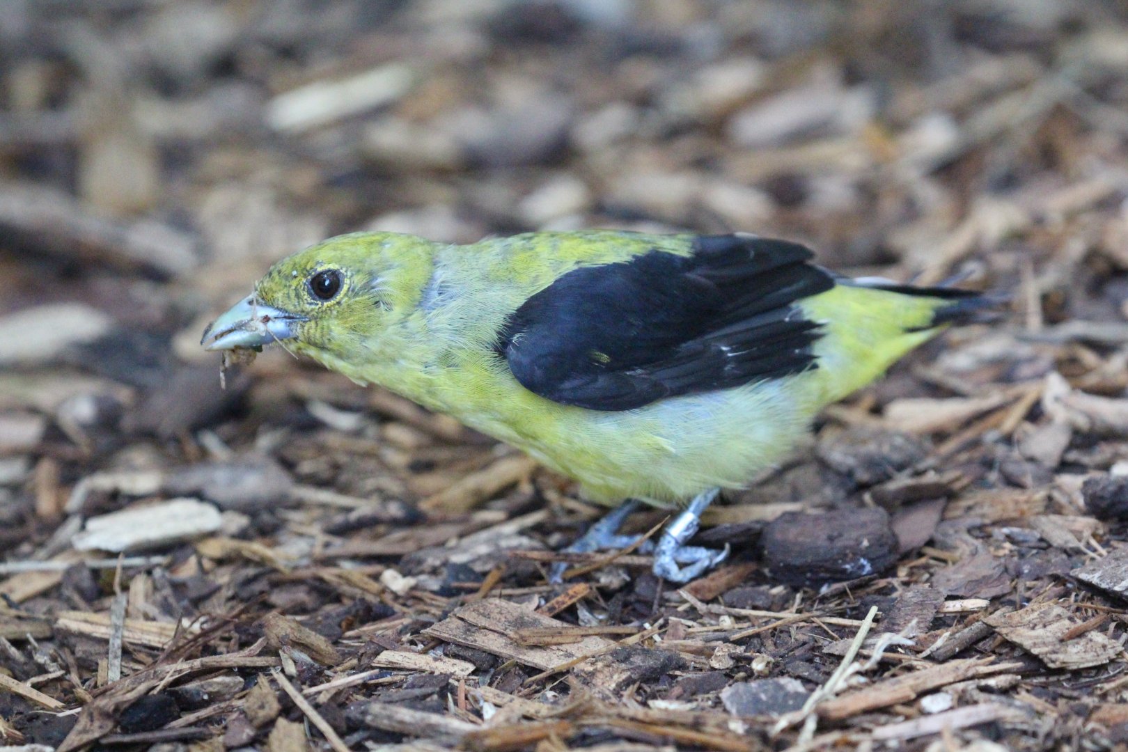 To be identified: Columbus Zoo, Migratory Birds Aviary, July 2018