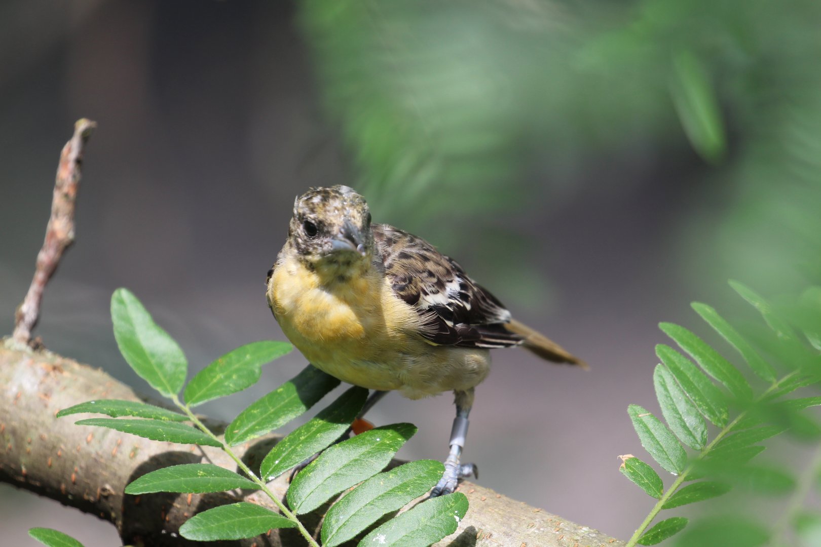 To be identified: from Akron Zoo's aviary for native bird species
