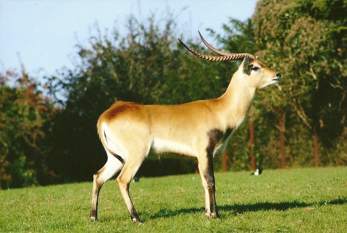 To me it is a Red Lechwe! 8th September 2012