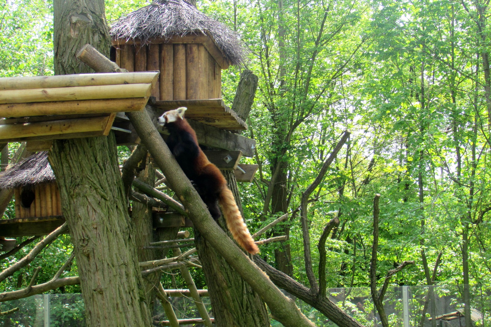 To the top! - Red panda - 05/2015