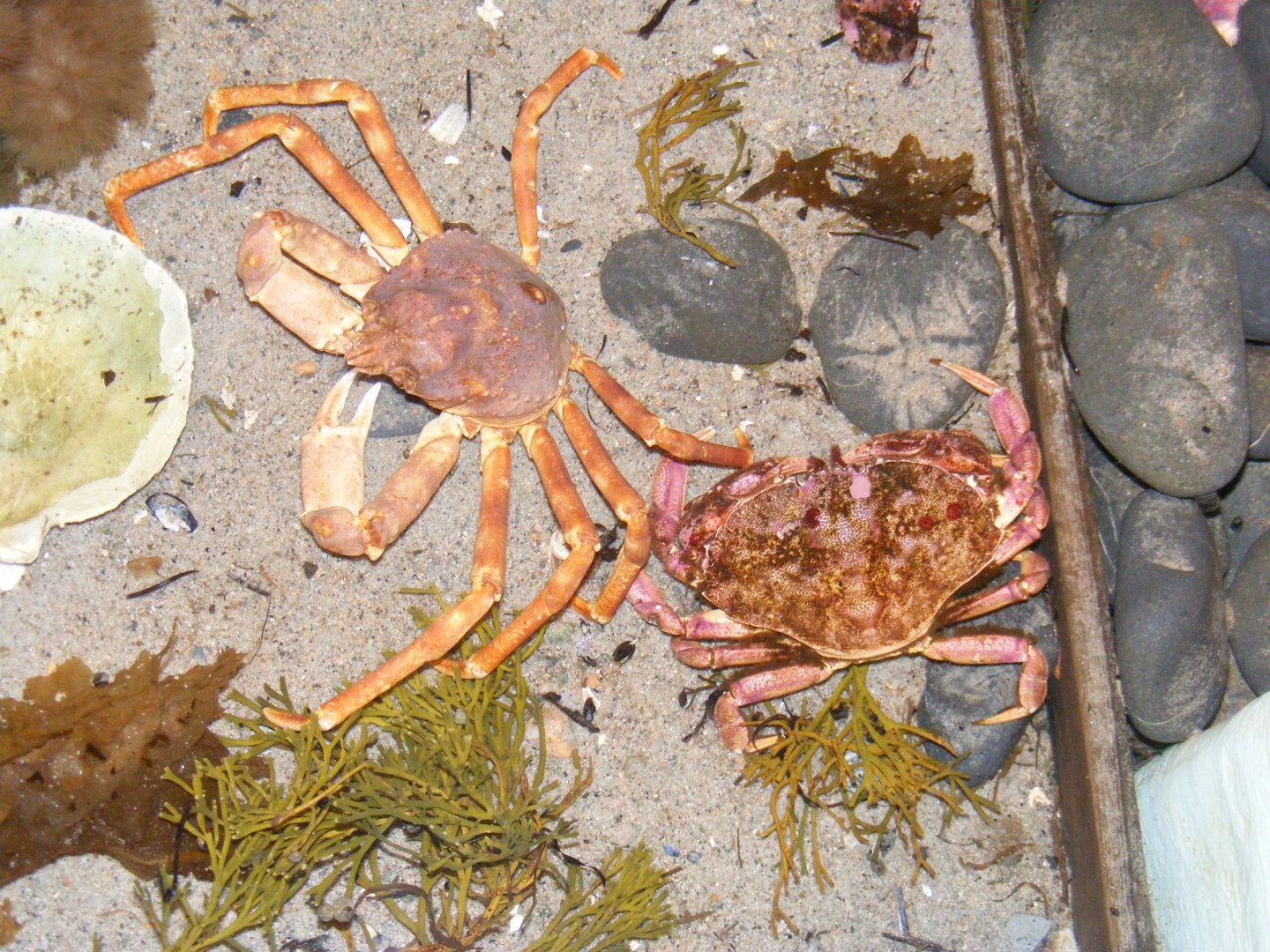 Toad and Jonah Crabs - Terra Nova NP Visitor's Center