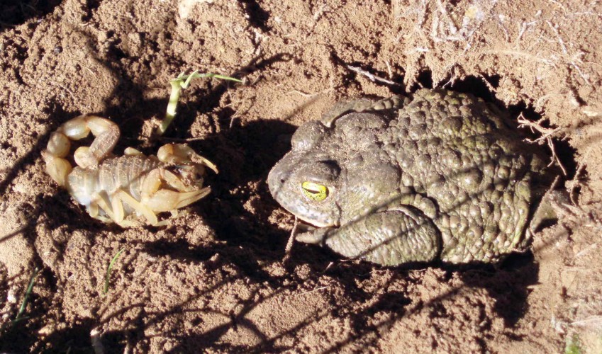 Toad and scorpion