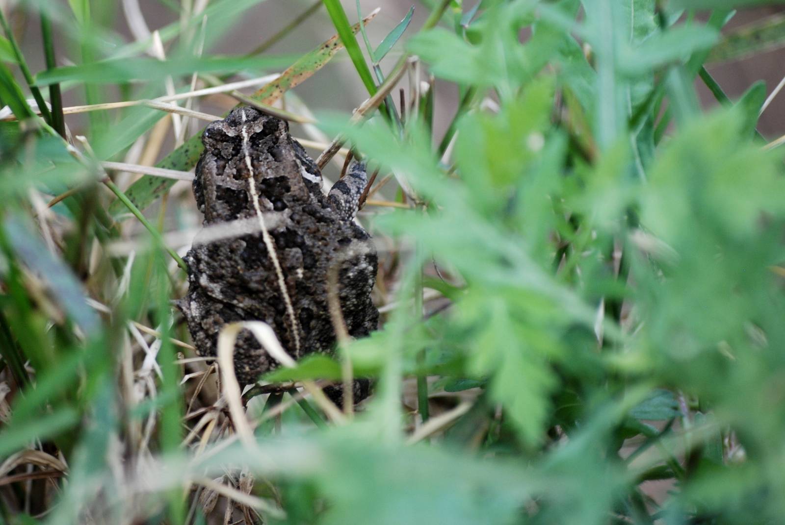 Toad at Bishoftu, 11/10/14