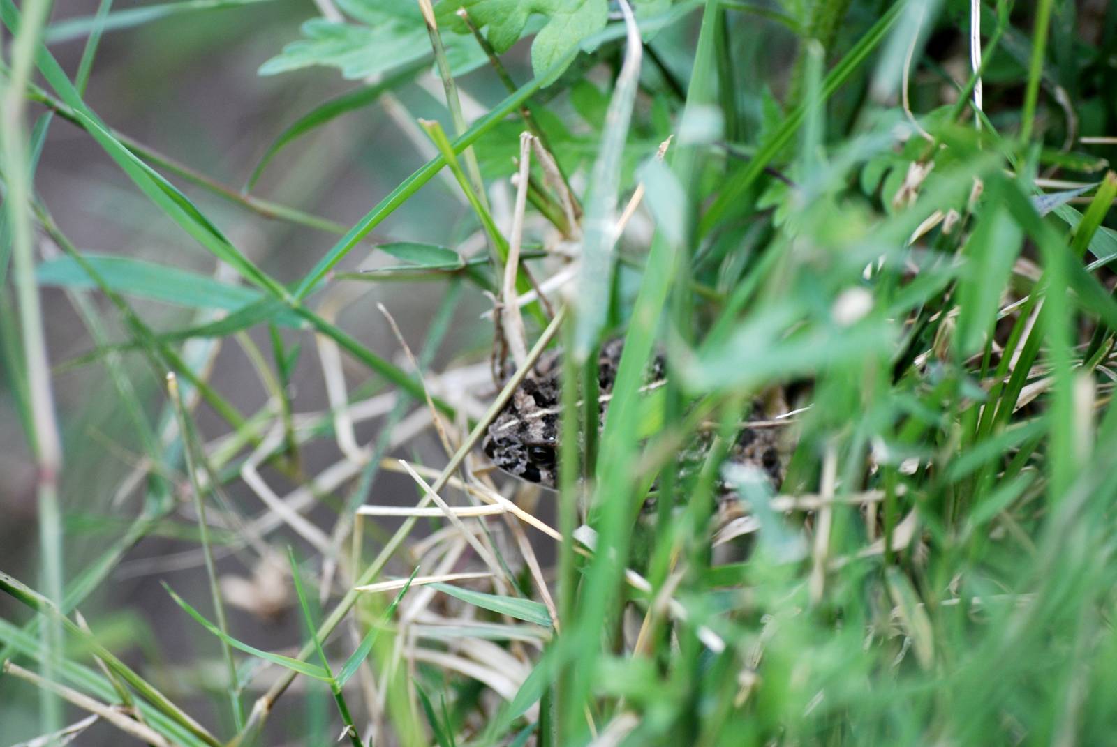 Toad at Bishoftu, 11/10/14