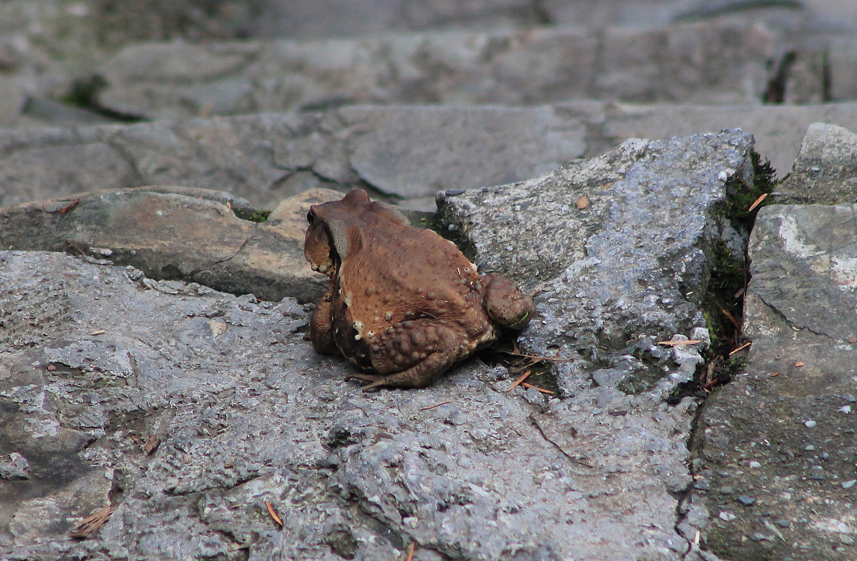 Toad (Bufo gargarizans?)