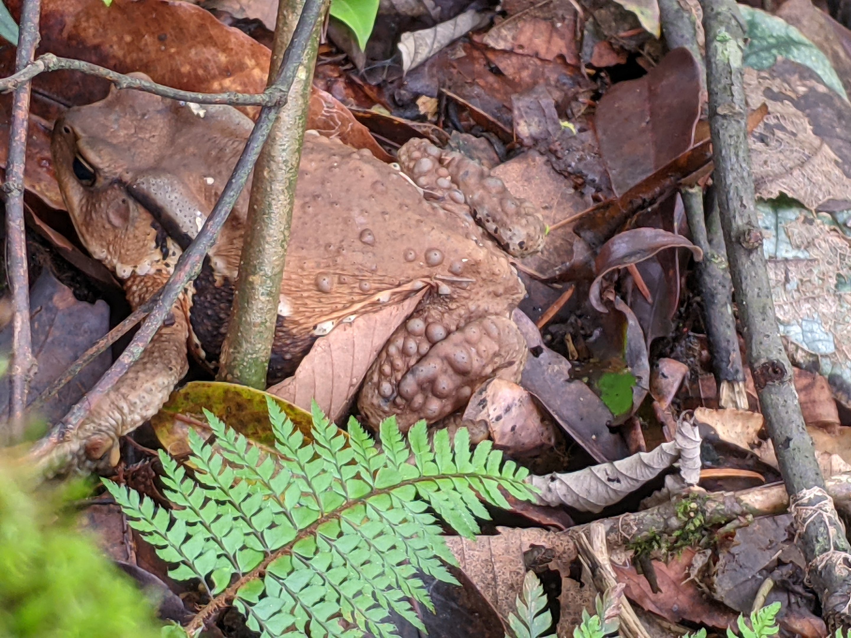 Toad (Bufo gargarizans?)