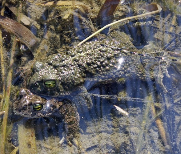 Toad couple (Bufo calamita)