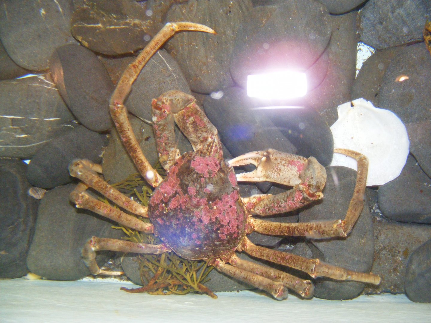 Toad Crab - Terra Nova NP Visitor's Center