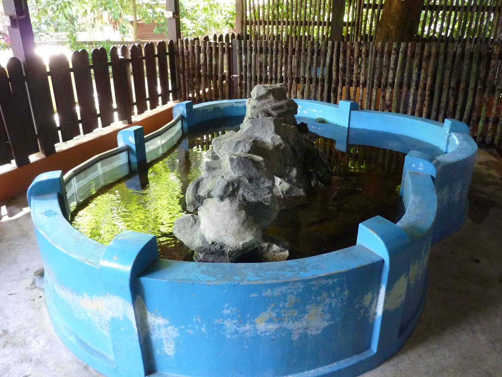Toad enclosure, May 2013.