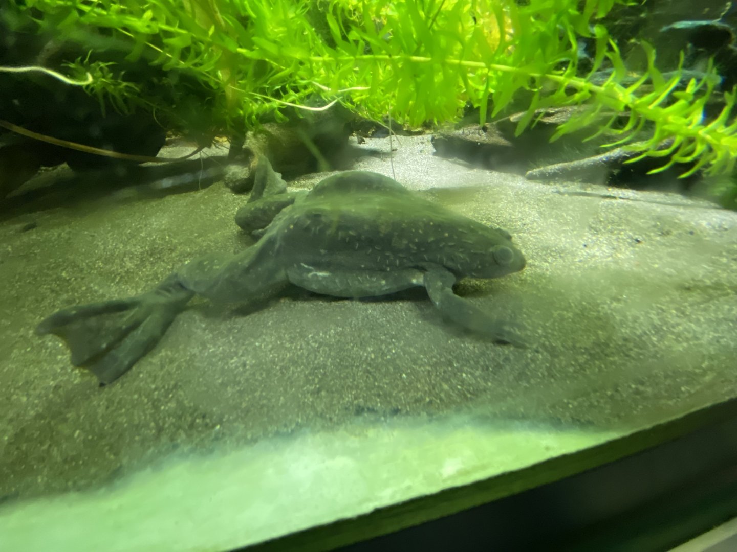 Toad Hall - African clawed frog 110424