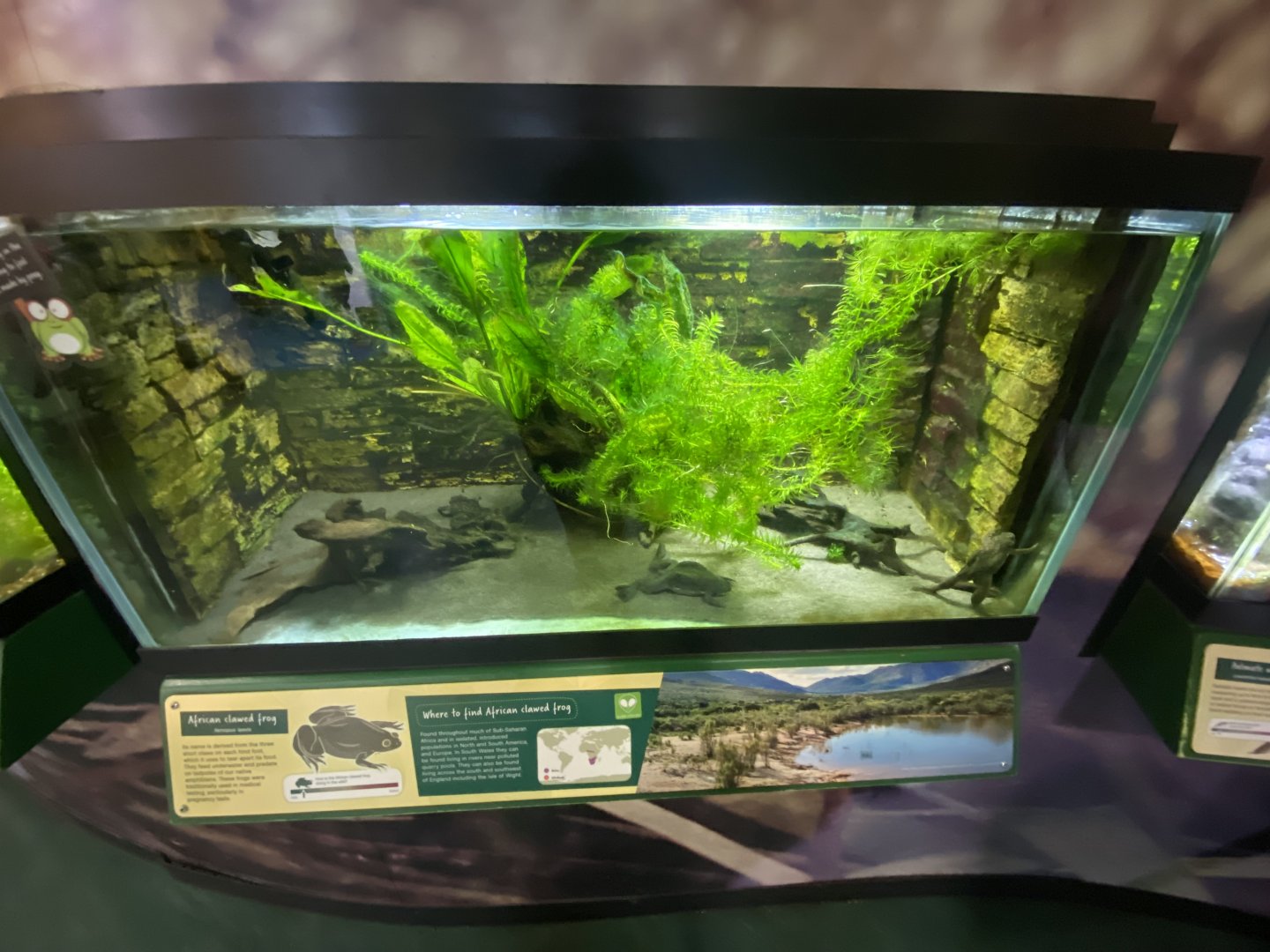 Toad Hall - African clawed frog exhibit 110424
