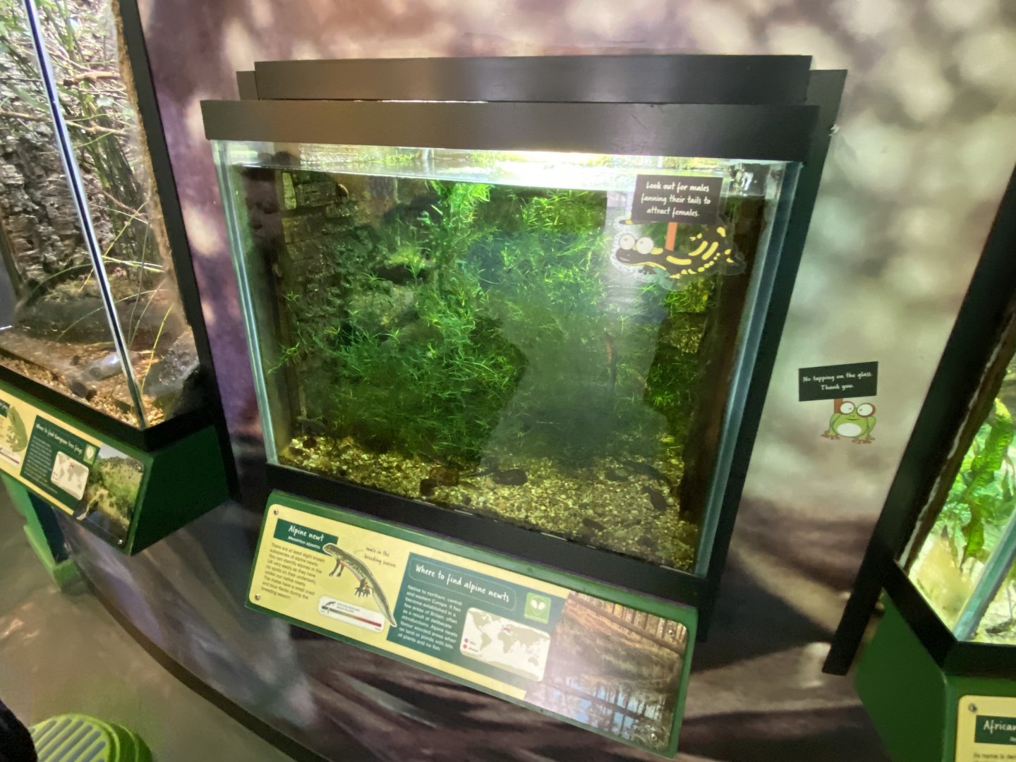 Toad Hall - Alpine newt exhibit 290422