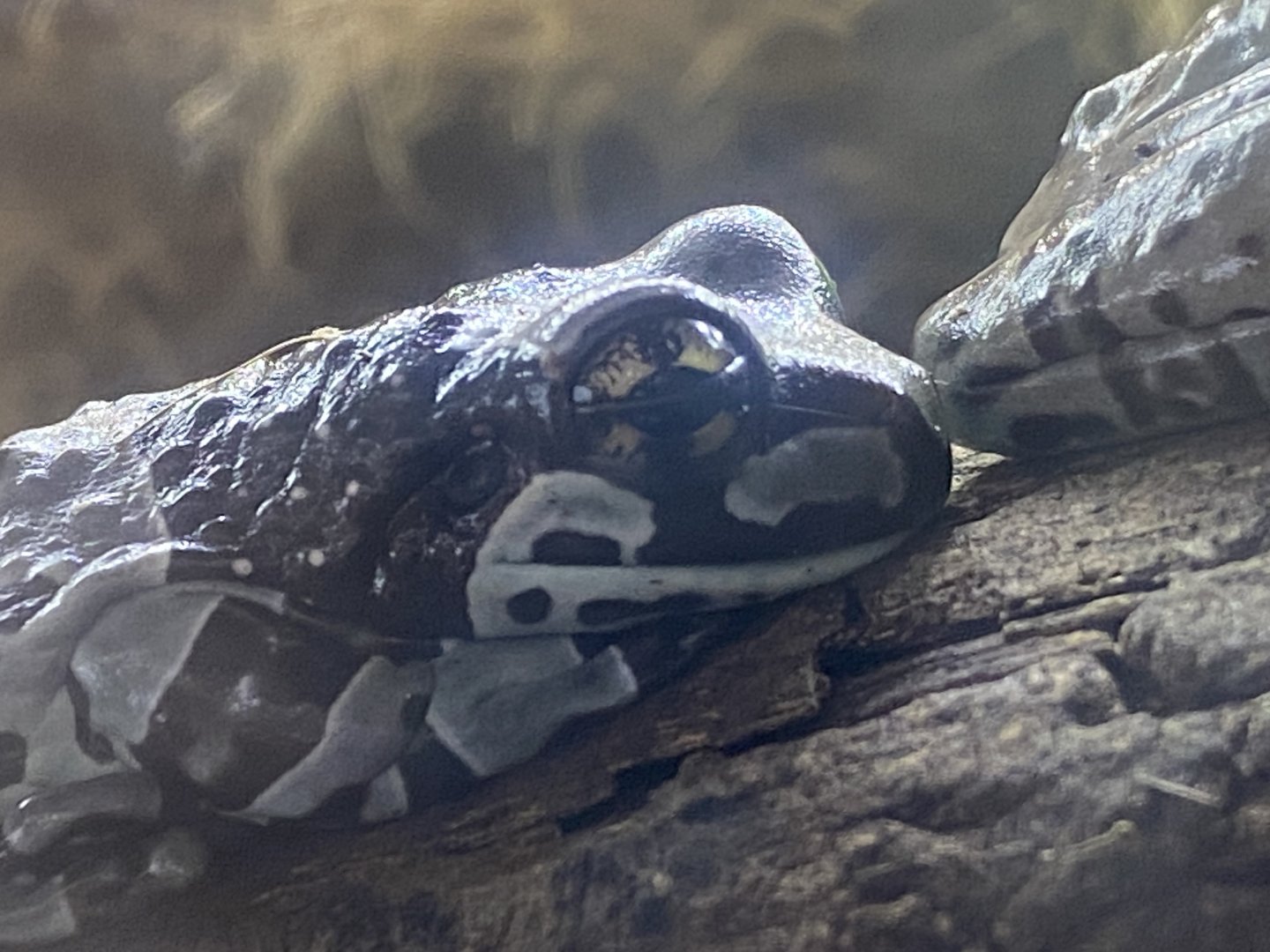 Toad Hall - Amazon milk frog 110424