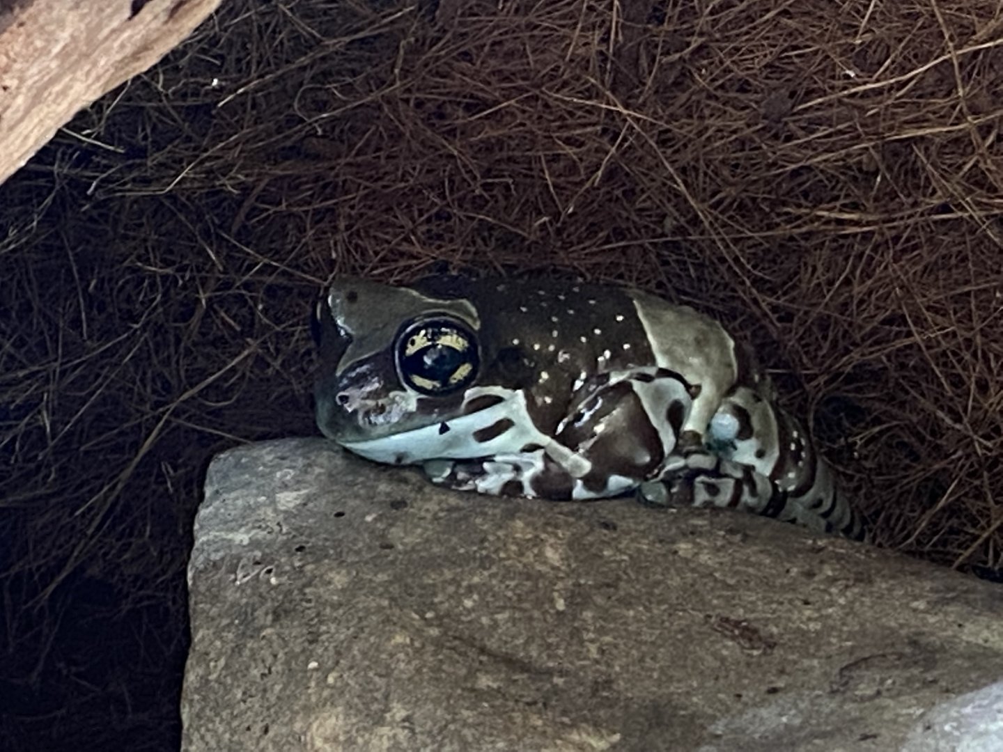 Toad Hall - Amazon milk frog 190422
