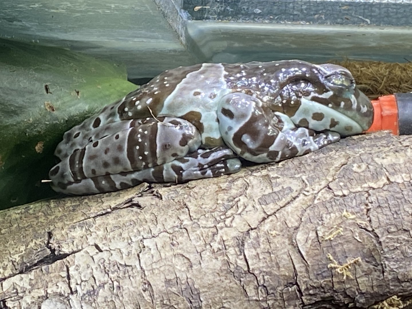 Toad Hall - Amazon milk frog 290422