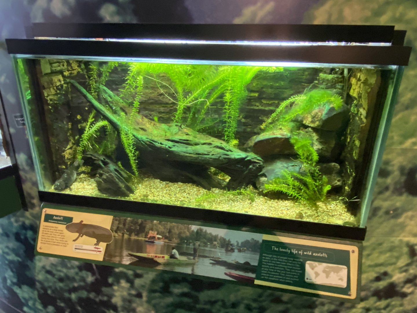 Toad Hall - Axolotl exhibit 290422