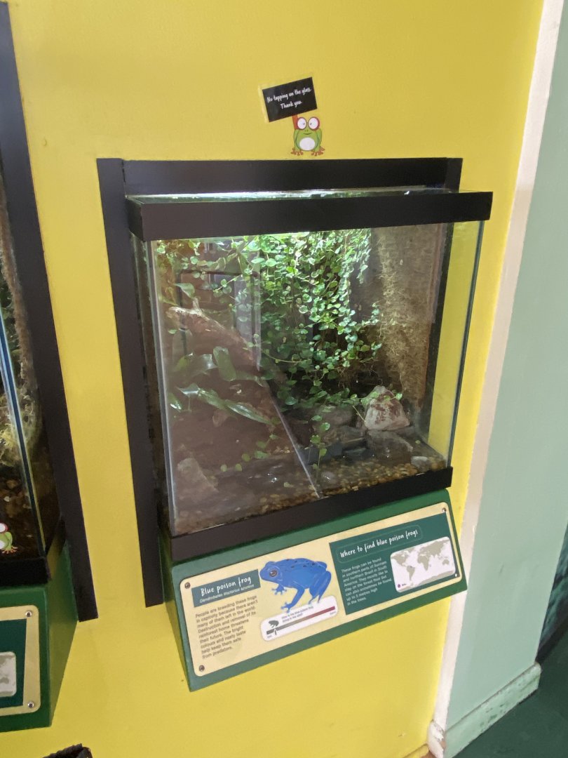 Toad Hall - Blue poison dart frog exhibit 290422